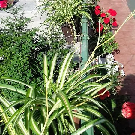 Apartment Corona * קושיצה